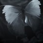 Liu Xiaofeng – Butterfly 2